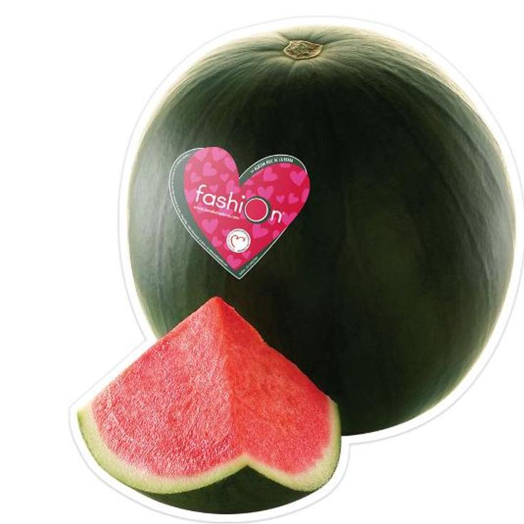 SANDIA FASHION CAL-3 FASHION