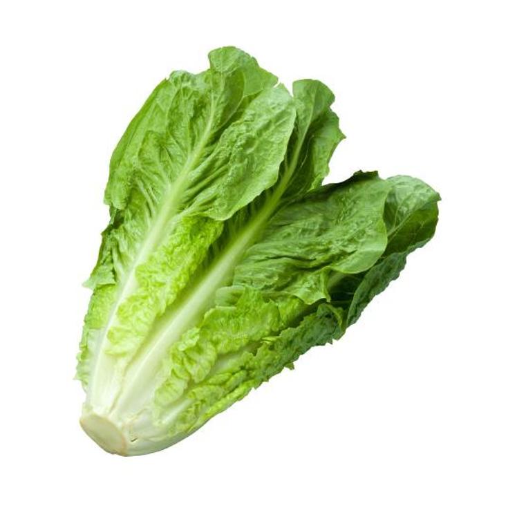 LECHUGA LARGA PIEZA UNIDAD