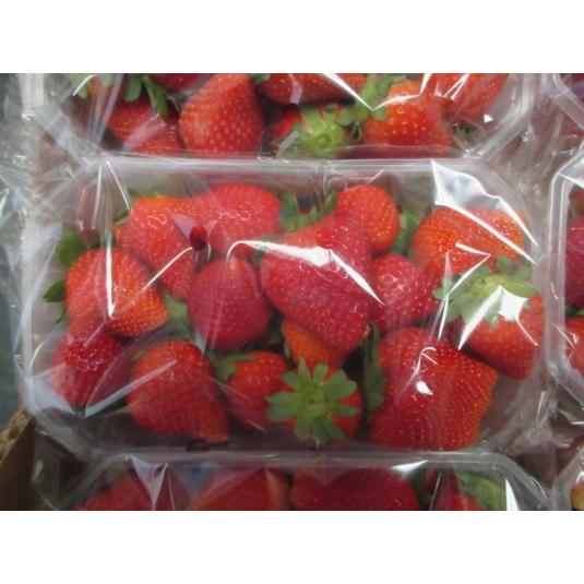 FRESAS BDJA 400 GR