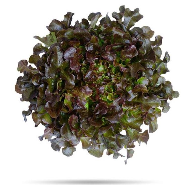 HOJA DE ROBLE ROJA BOLSA