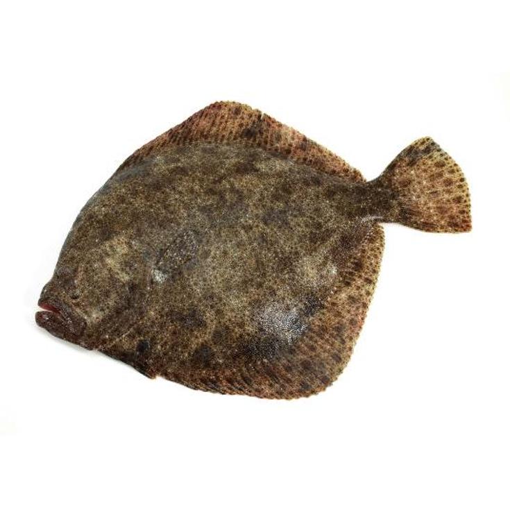RODABALLO
