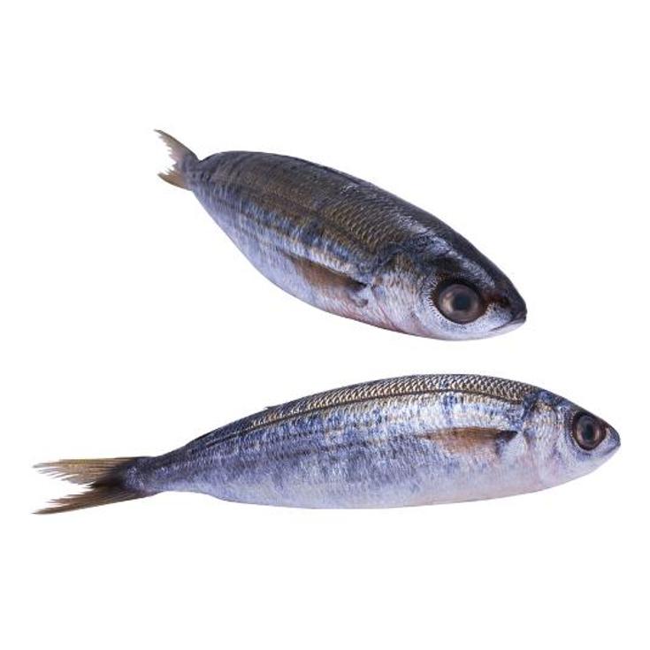 BOGA