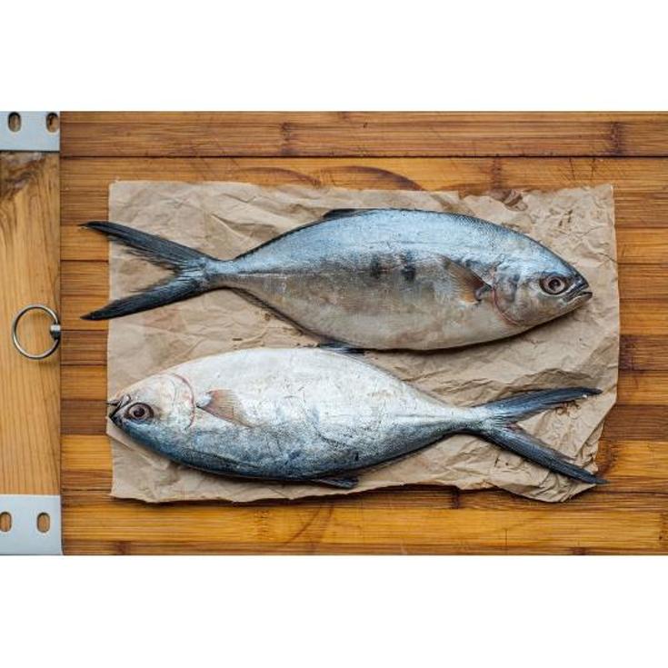 PALOMETA BLANCA