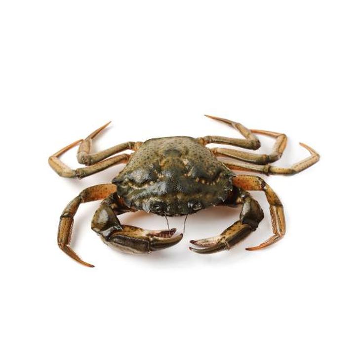 CANGREJO DE MAR