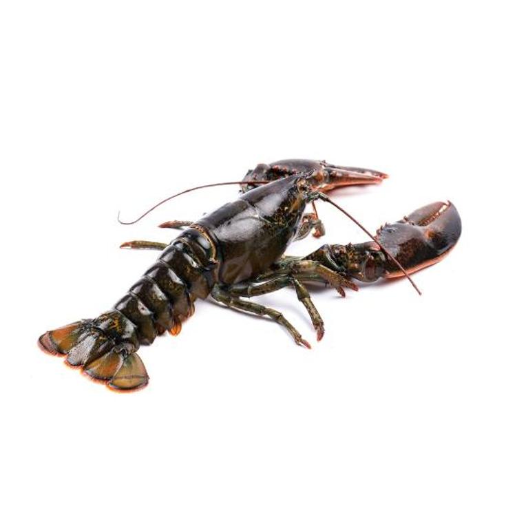 LANGOSTA
