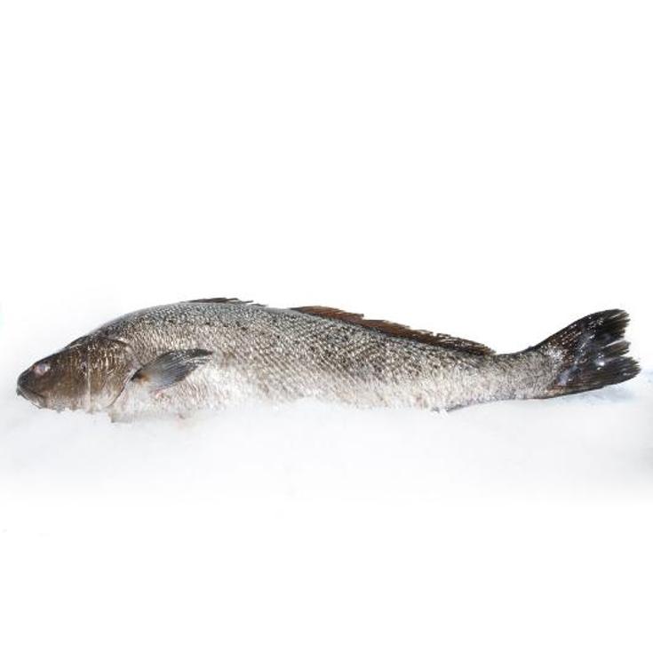 CORVINA
