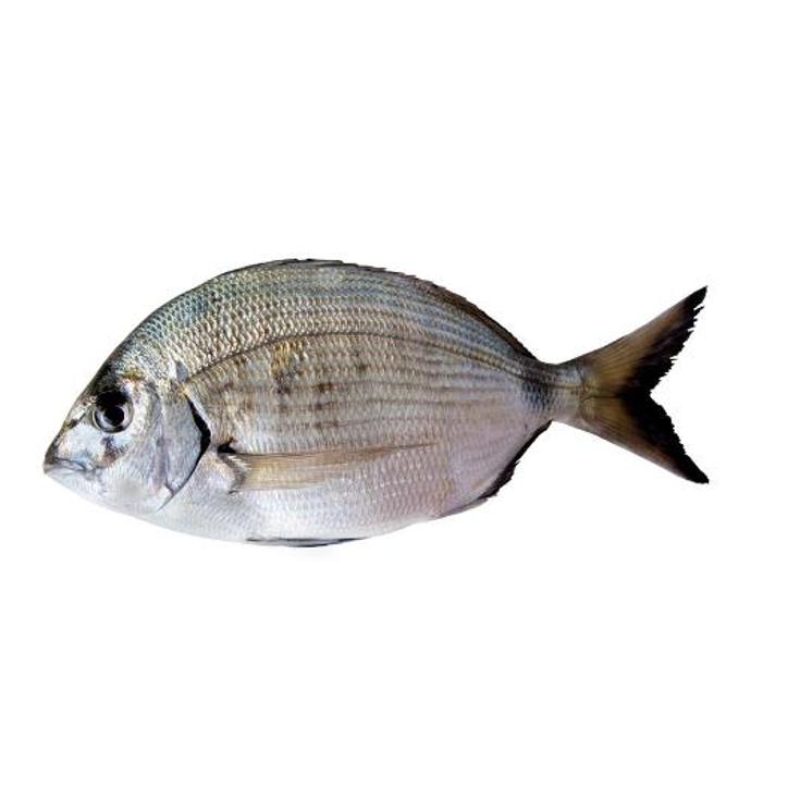 SARGO