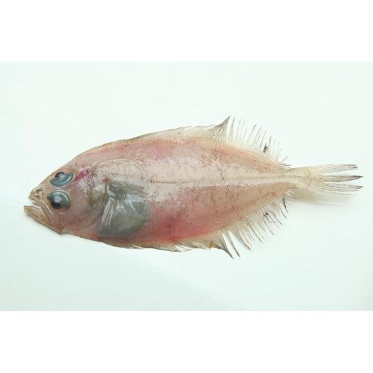 GALLO BLANCO