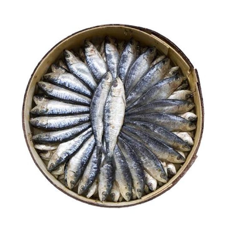 SARDINA BOTA UNIDAD UD
