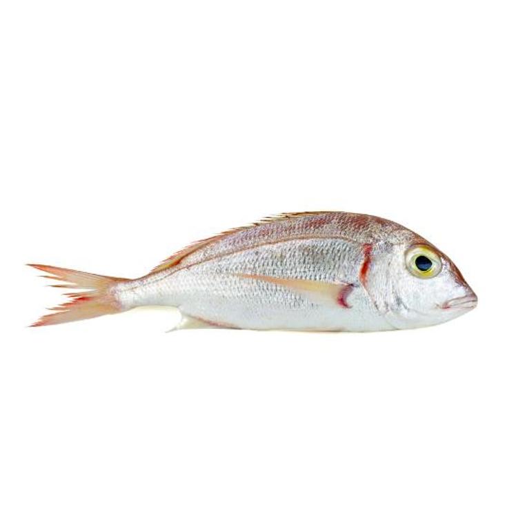 PAJEL